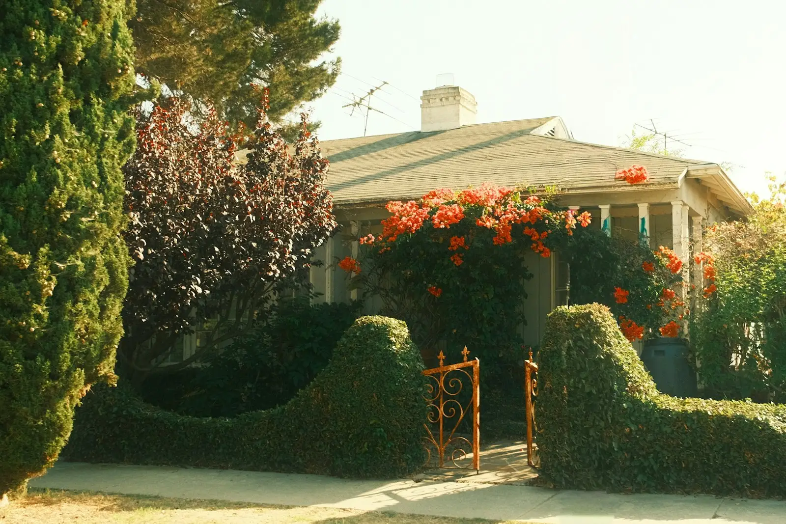 Sculpted hedges and flowering vines at a home entry