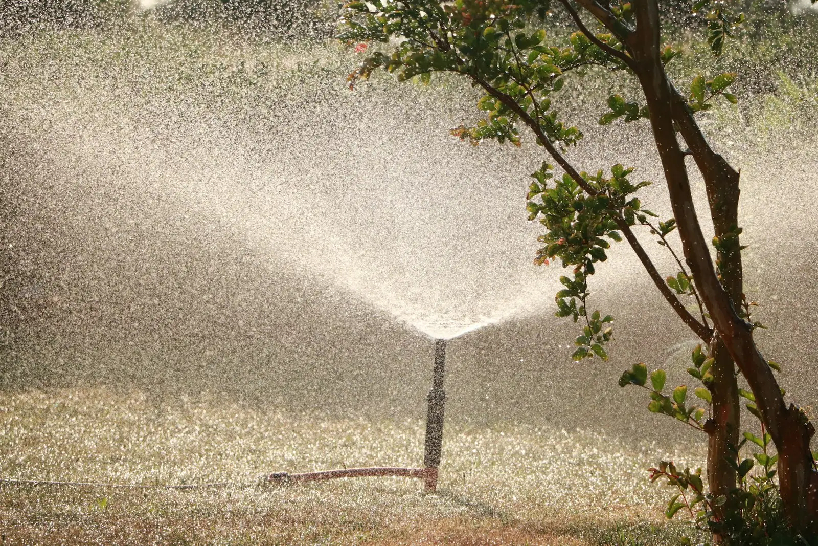 Sprinkler head watering at sunrise