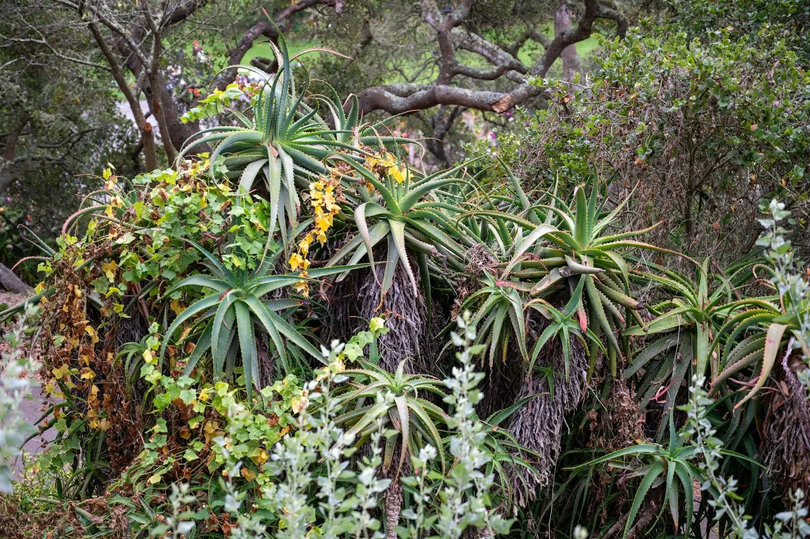 Succulent and aloe garden